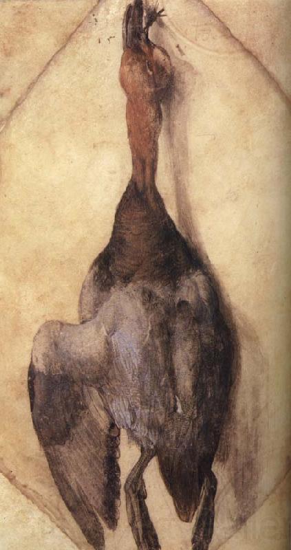 Albrecht Durer A Duck France oil painting art